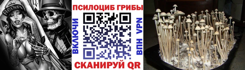 Псилоцибиновые грибы Psilocybine cubensis  Купить закладки  Дмитриев 